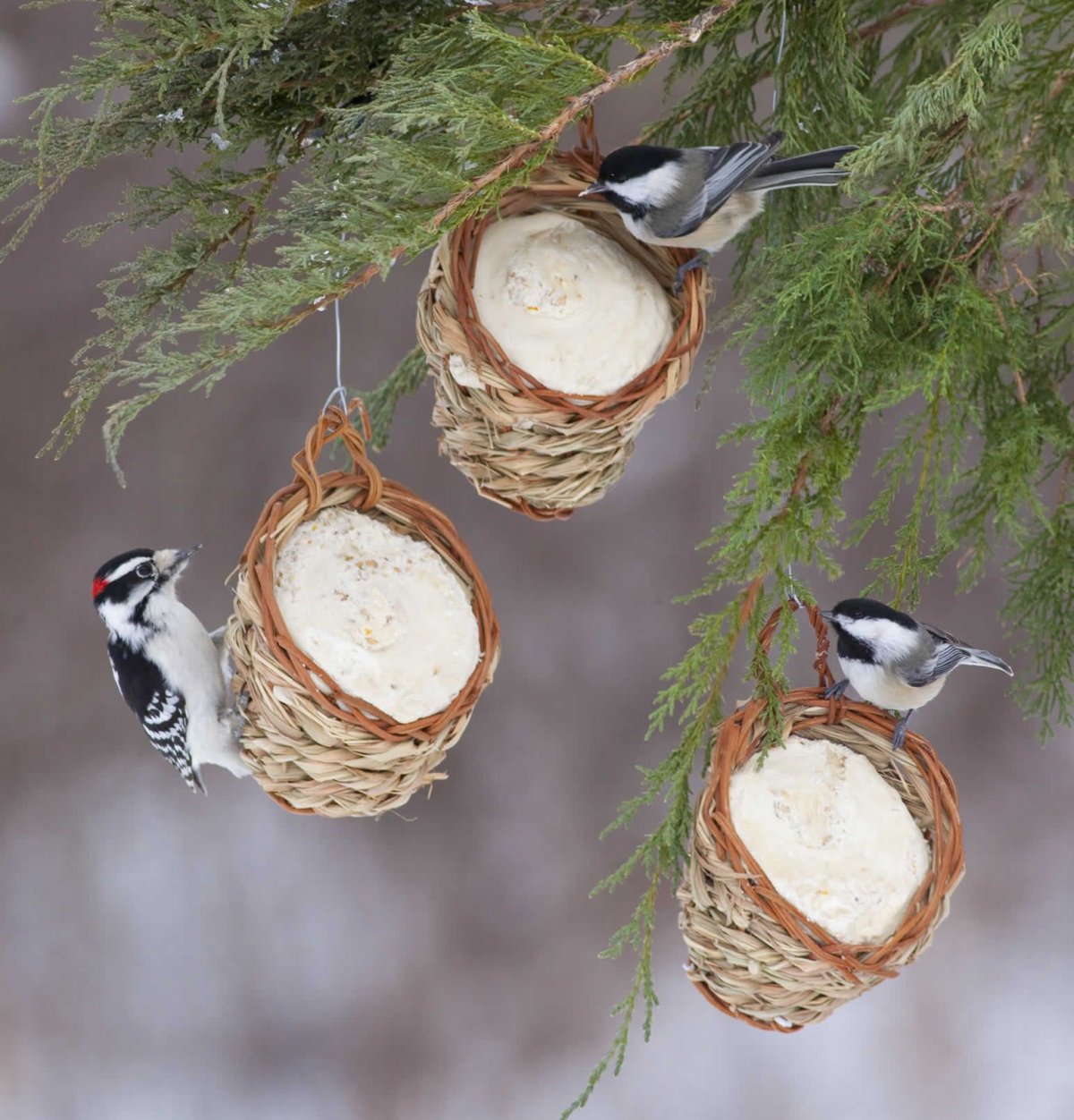 Зимняя кормушка для птиц