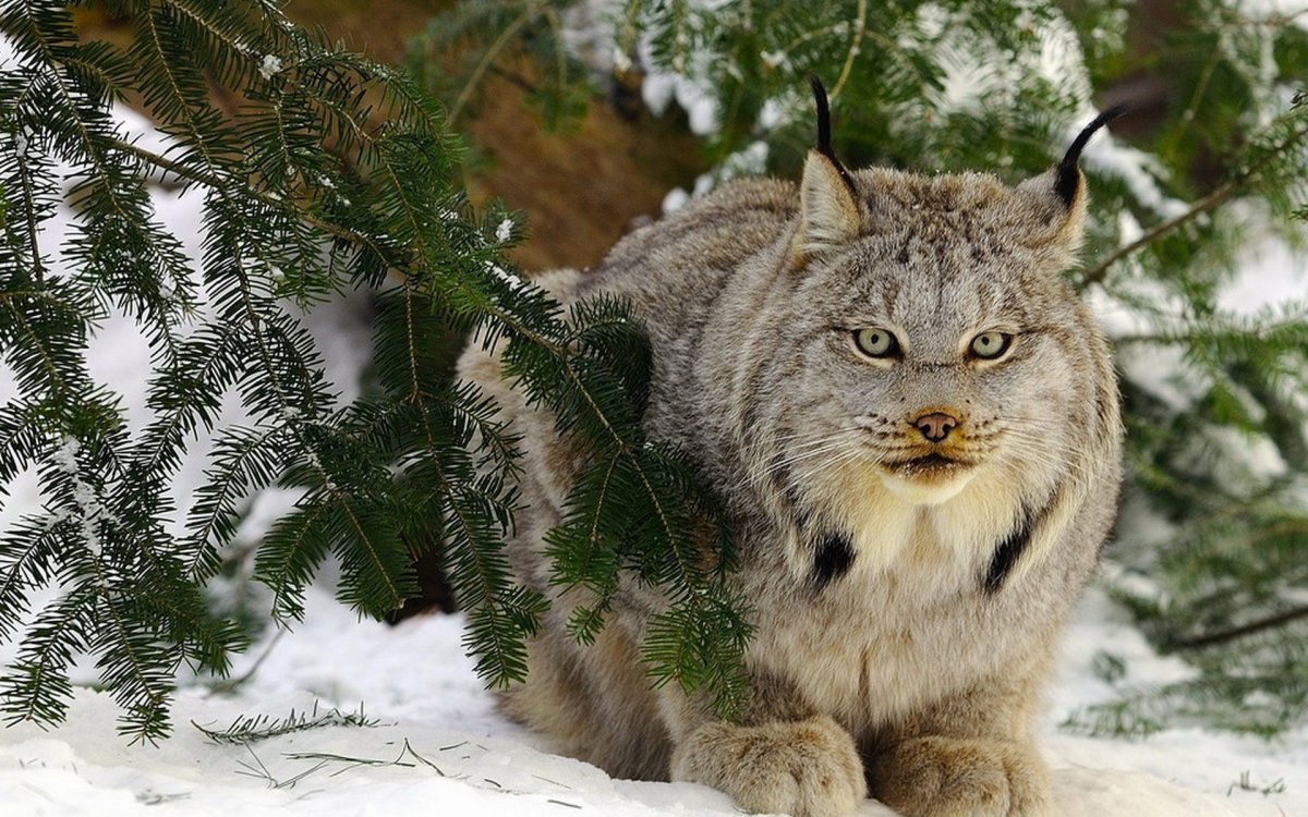 Животные тайги Рысь