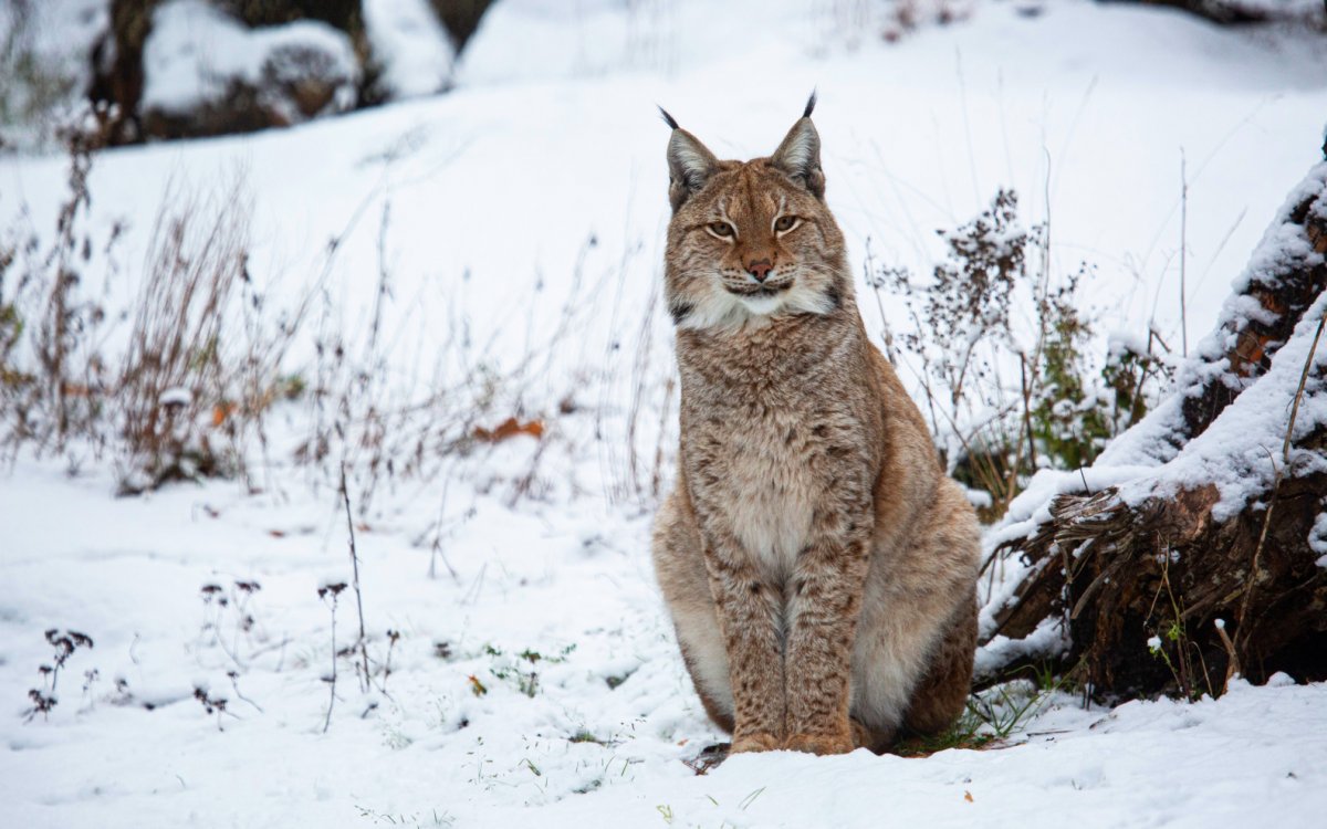 Рысь в Хакасии