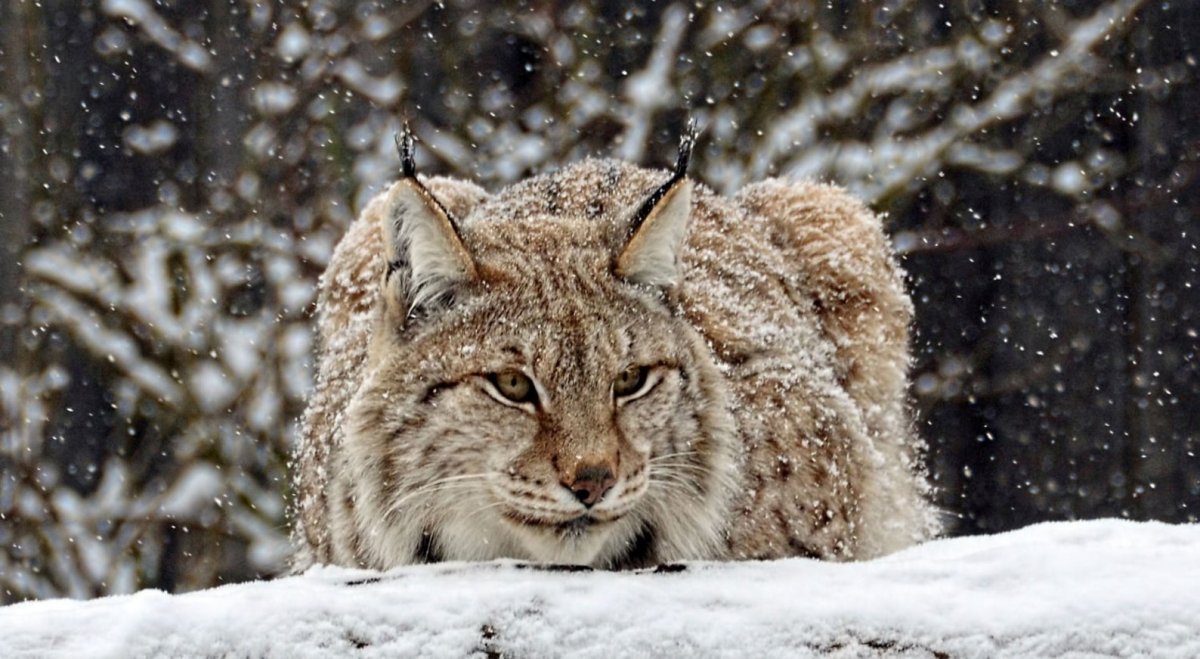 Рысь Башкортостана