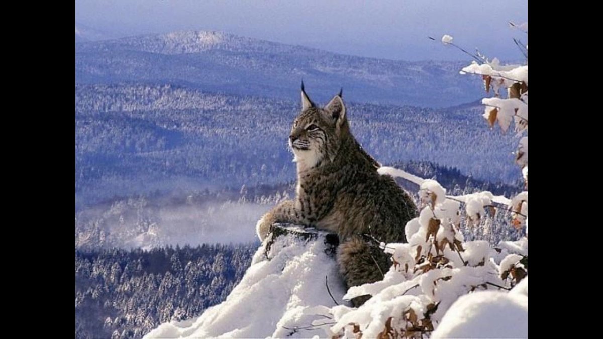 Белая Рысь альбинос