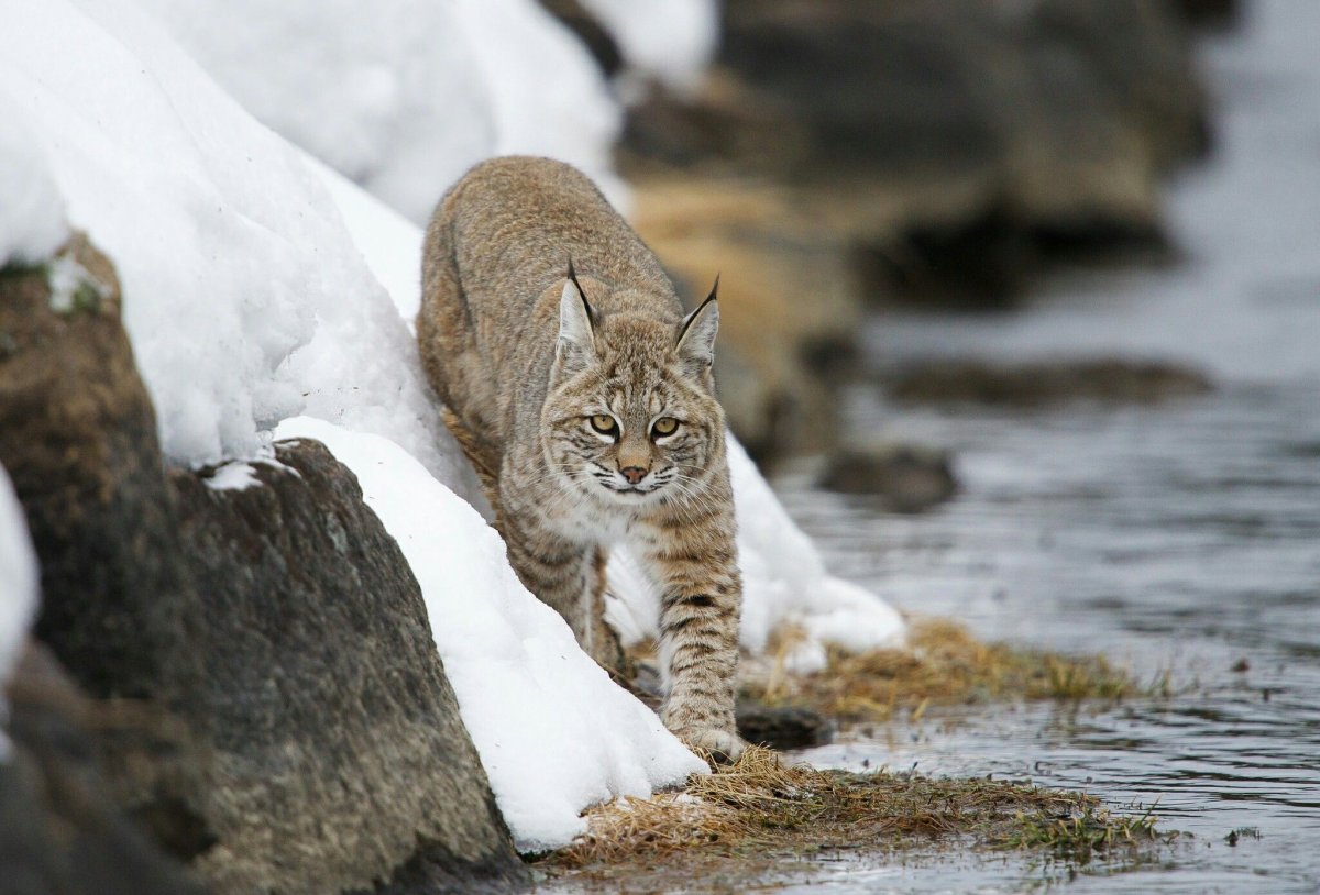 Рысь обыкновенная Кольский