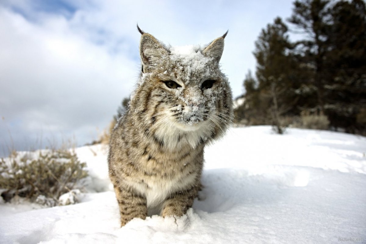 Сибирская Рысь зимой