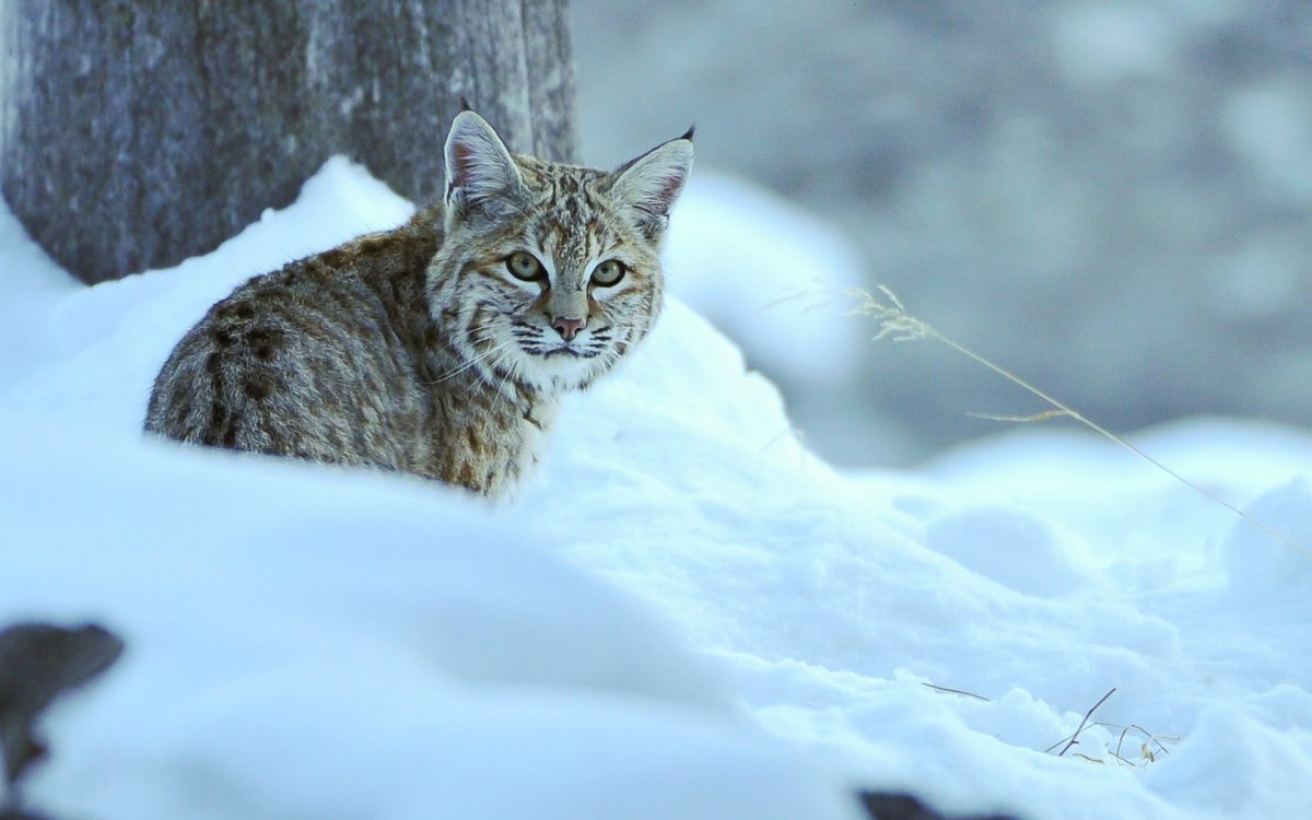 Снежная Рысь