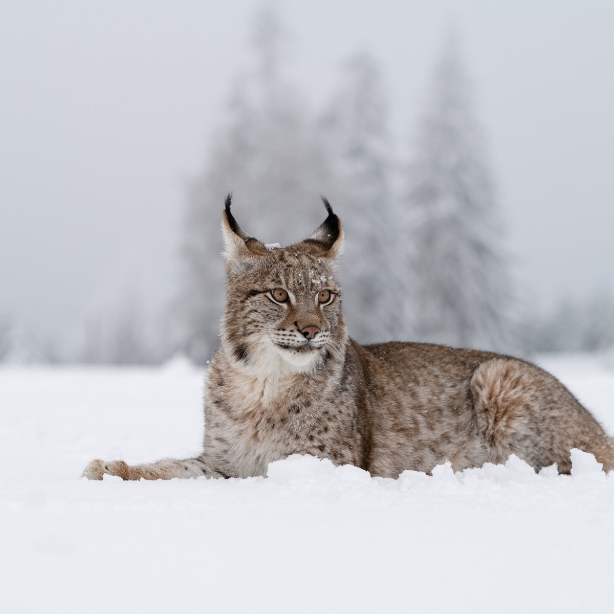 Таганайская Рысь