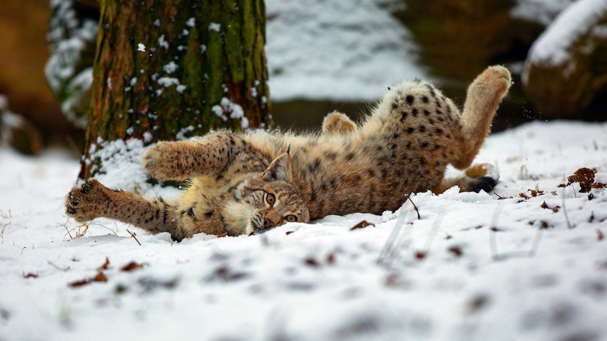 Рысь в снегу