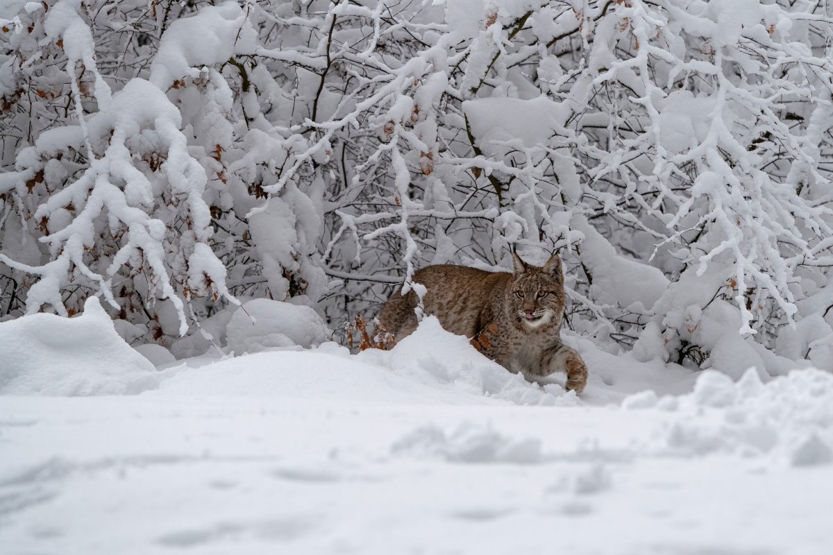 Берлога рыси