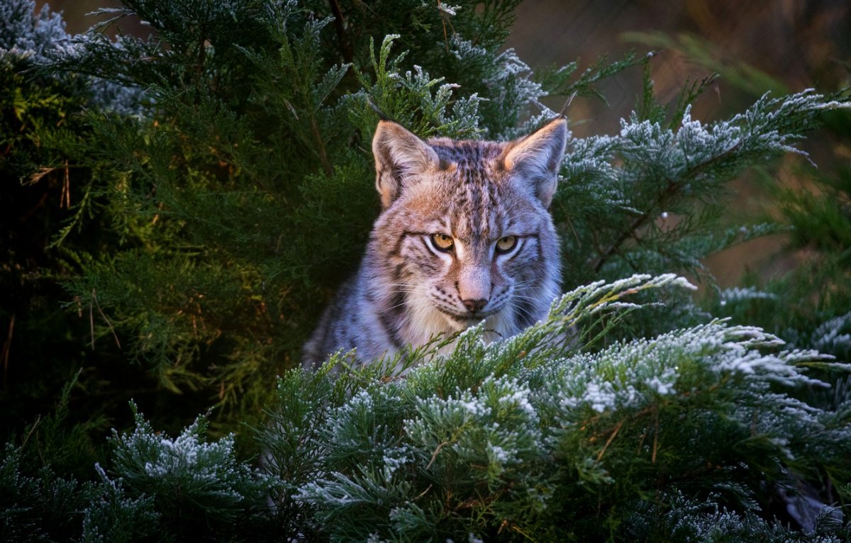 Рысь в зимнем лесу