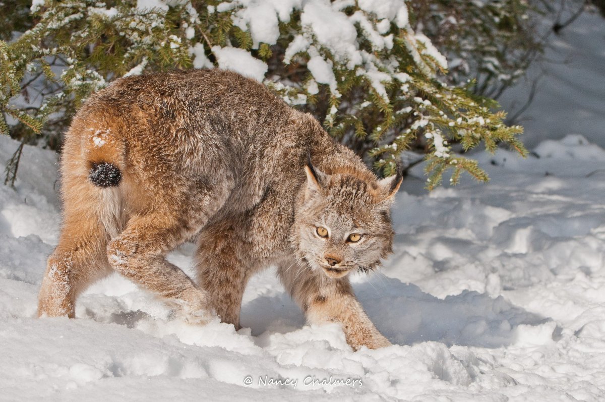 Канадская Рысь с рысенком