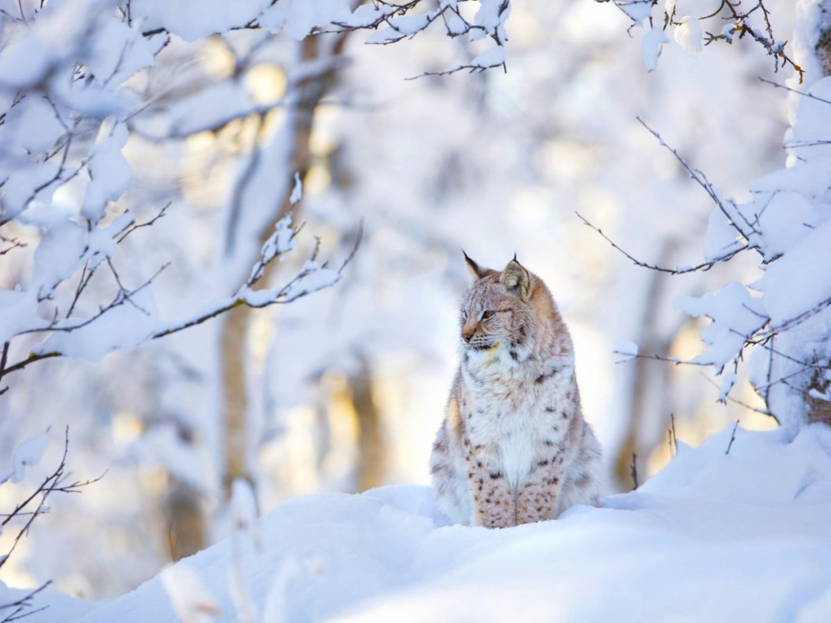 Рысь Сибирская