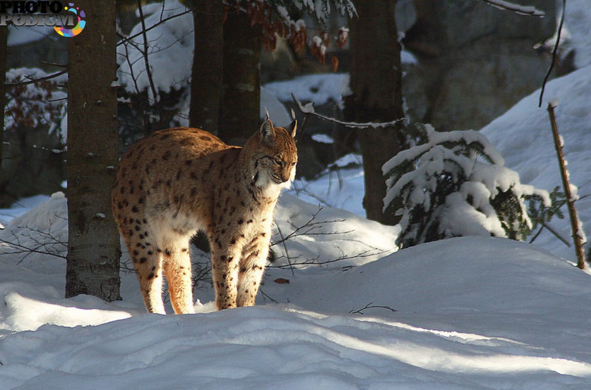Рысь в лесу зима