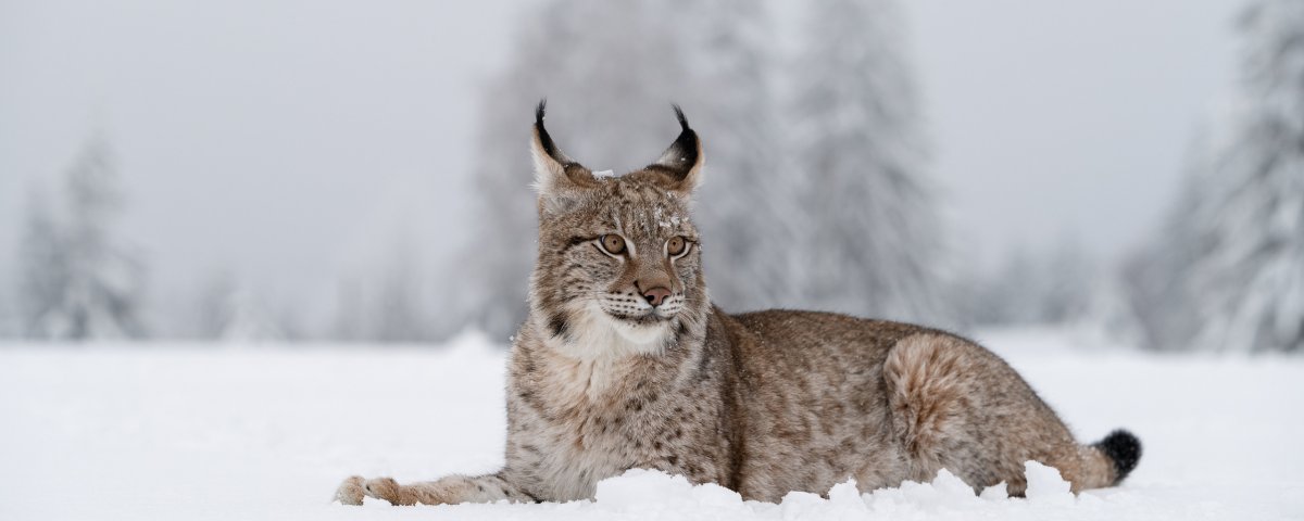 Манул снежный Барс и Рысь