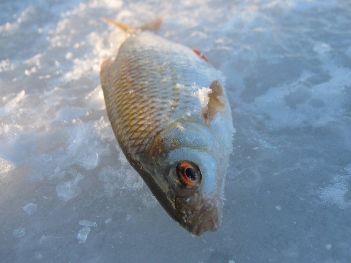 Чебак глознеттловим