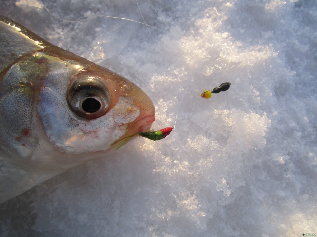 Безнасадочные мормышки на леща