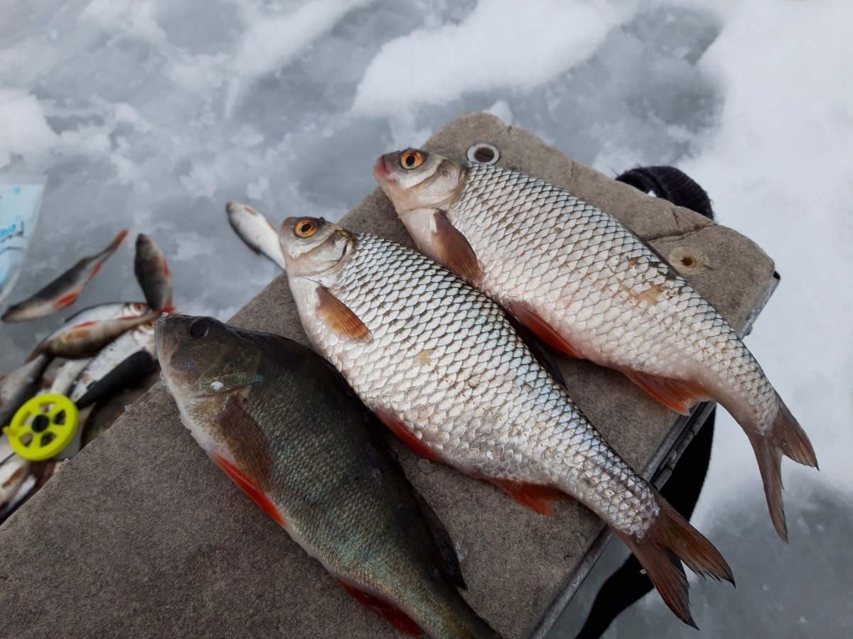 Сорожка на безмотылку