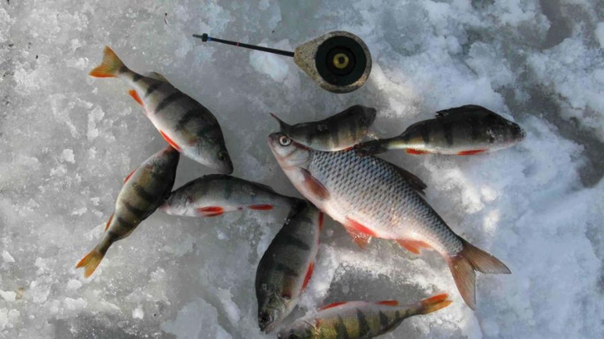 Рыбалка на окуня в глухозимье