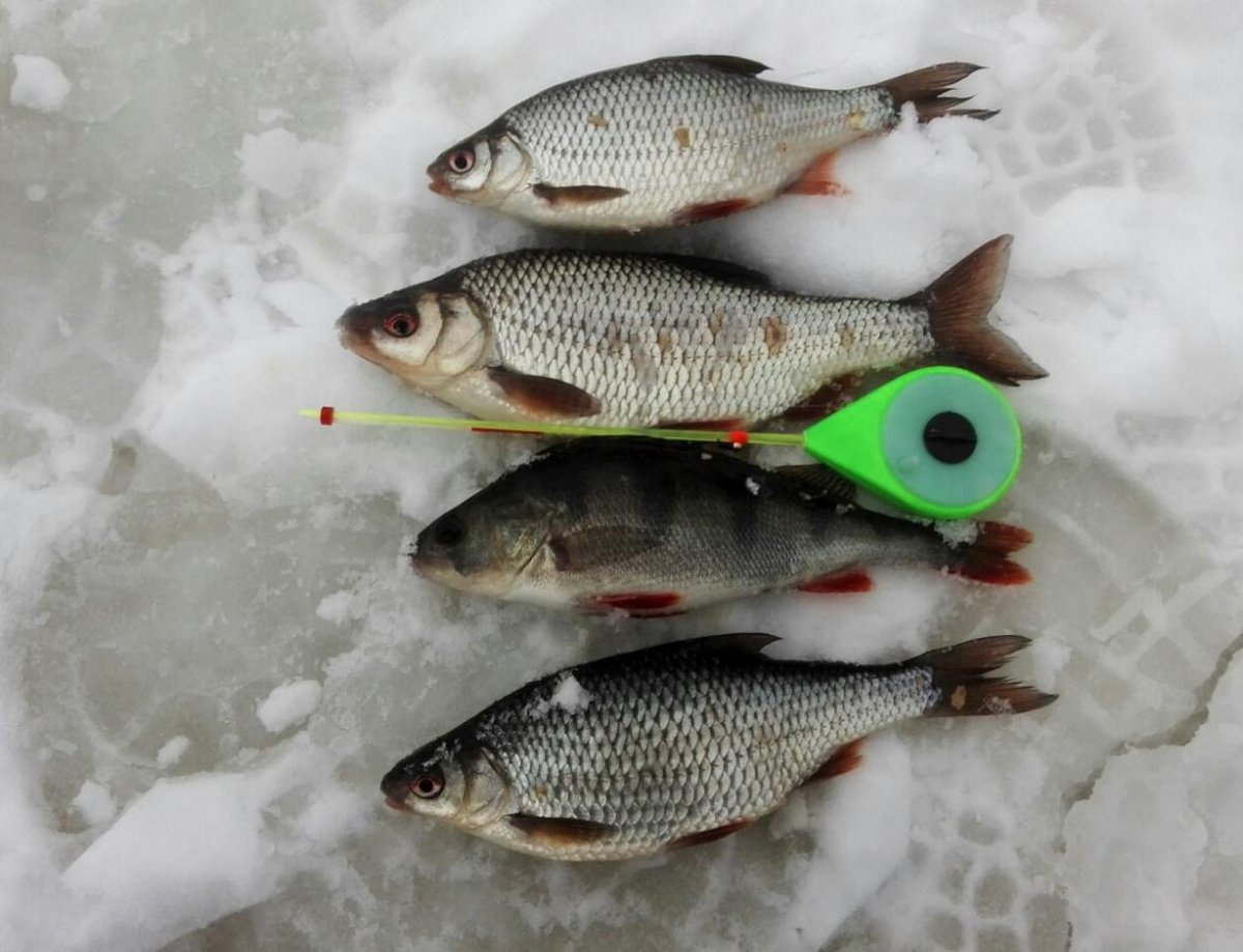 Зимняя рыбалка на Горьковском водохранилище