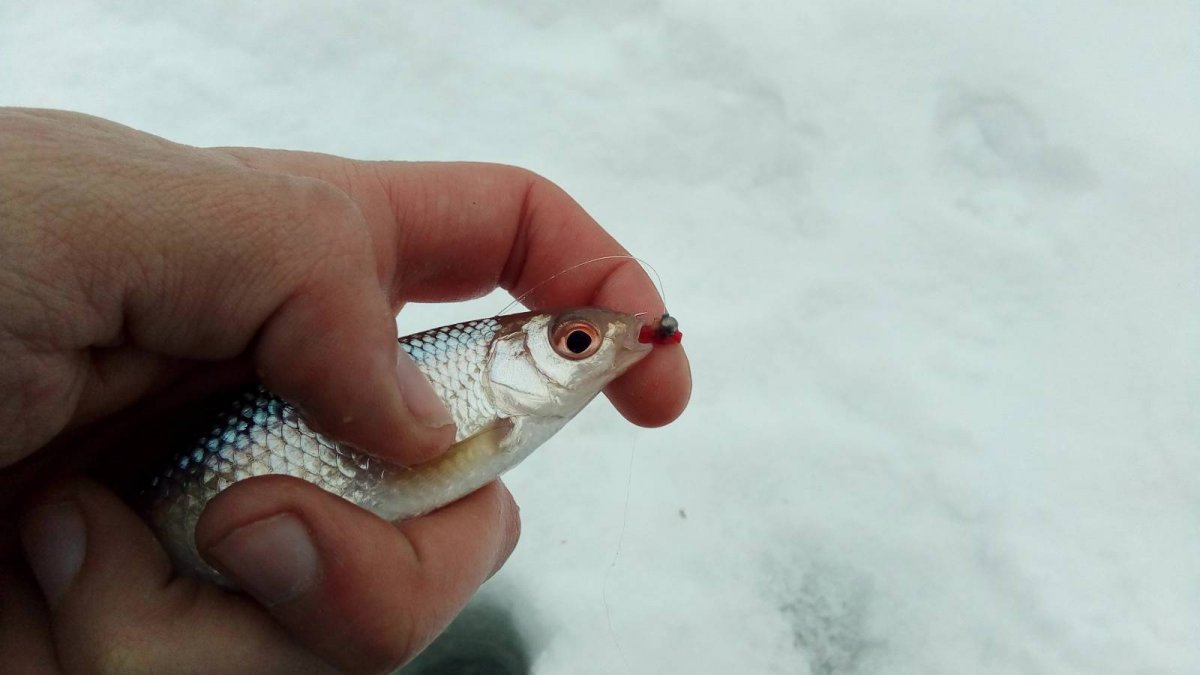 Бело-красная мормышка