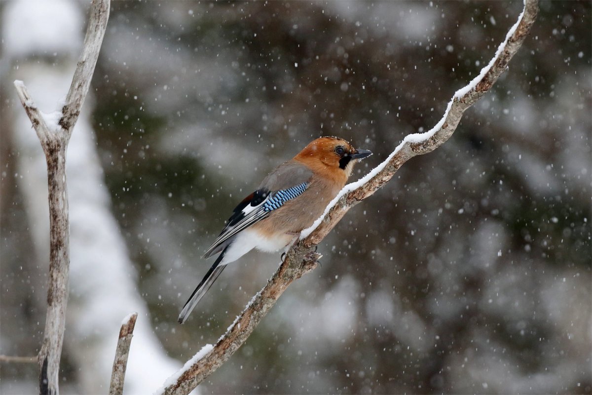 Сойка зимующая