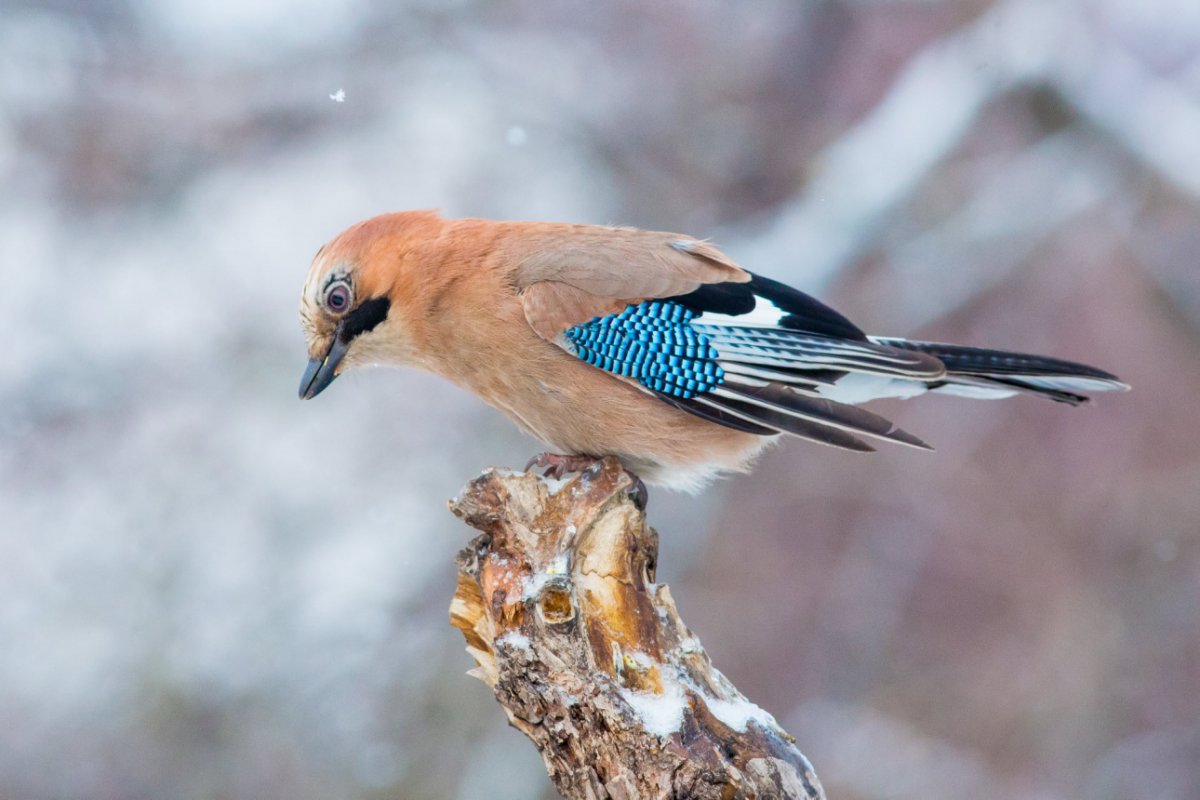 Птицы Восточной Сибири Сойка