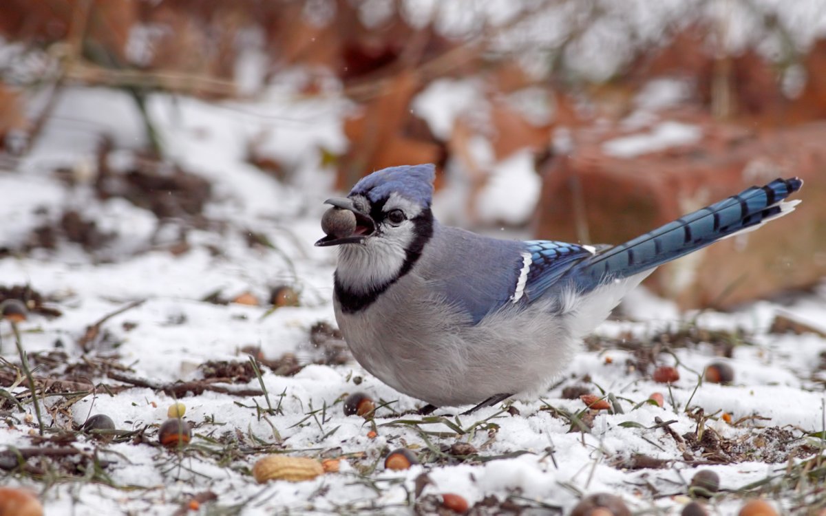 Зимующие птицы Сойка