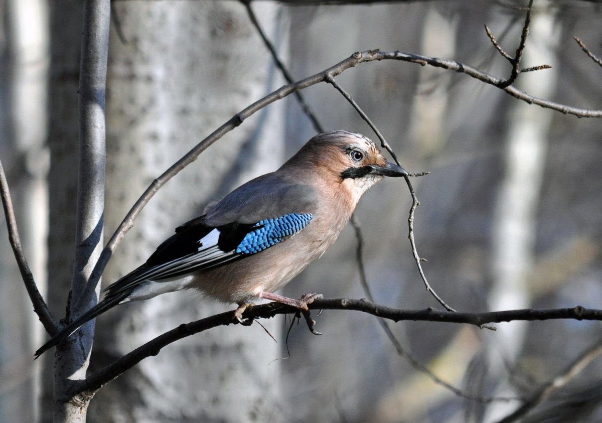 Сойка пение