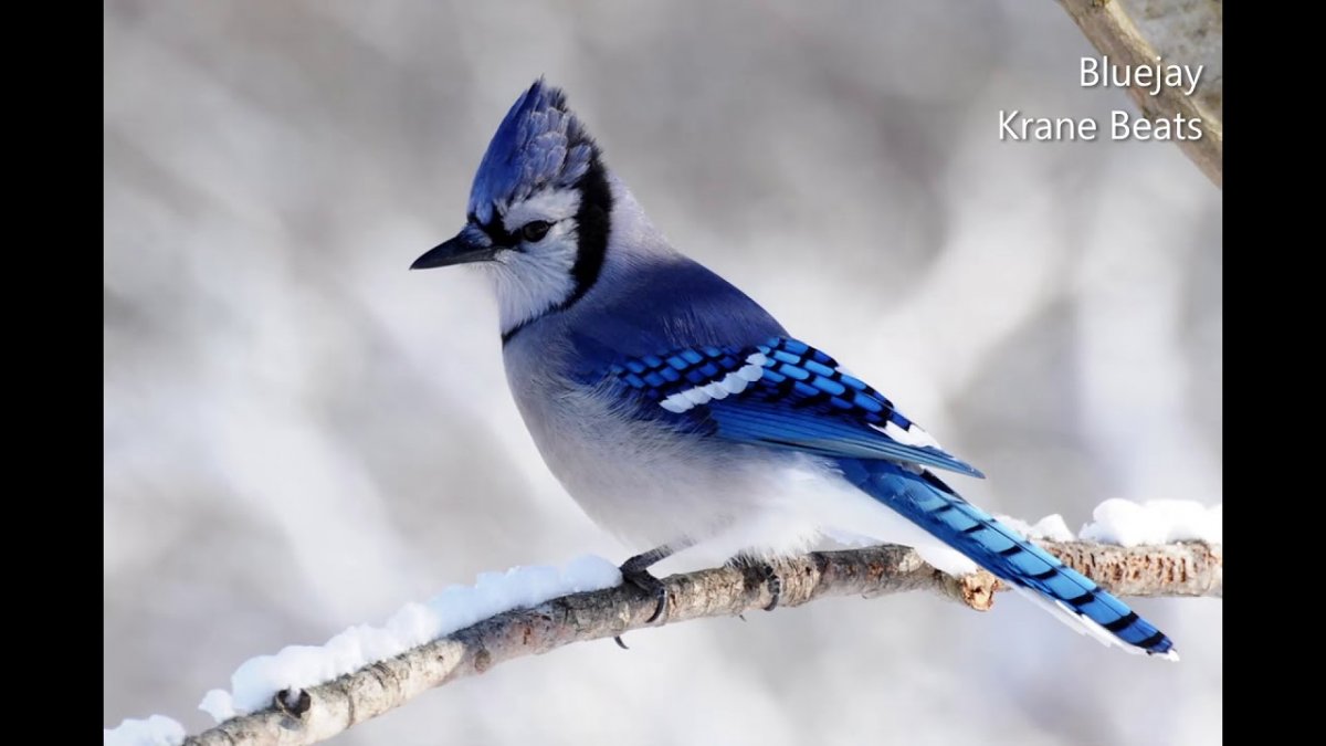 Сойка и белка