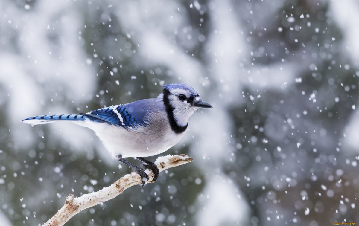 Сосна и Сойка зимой картинки