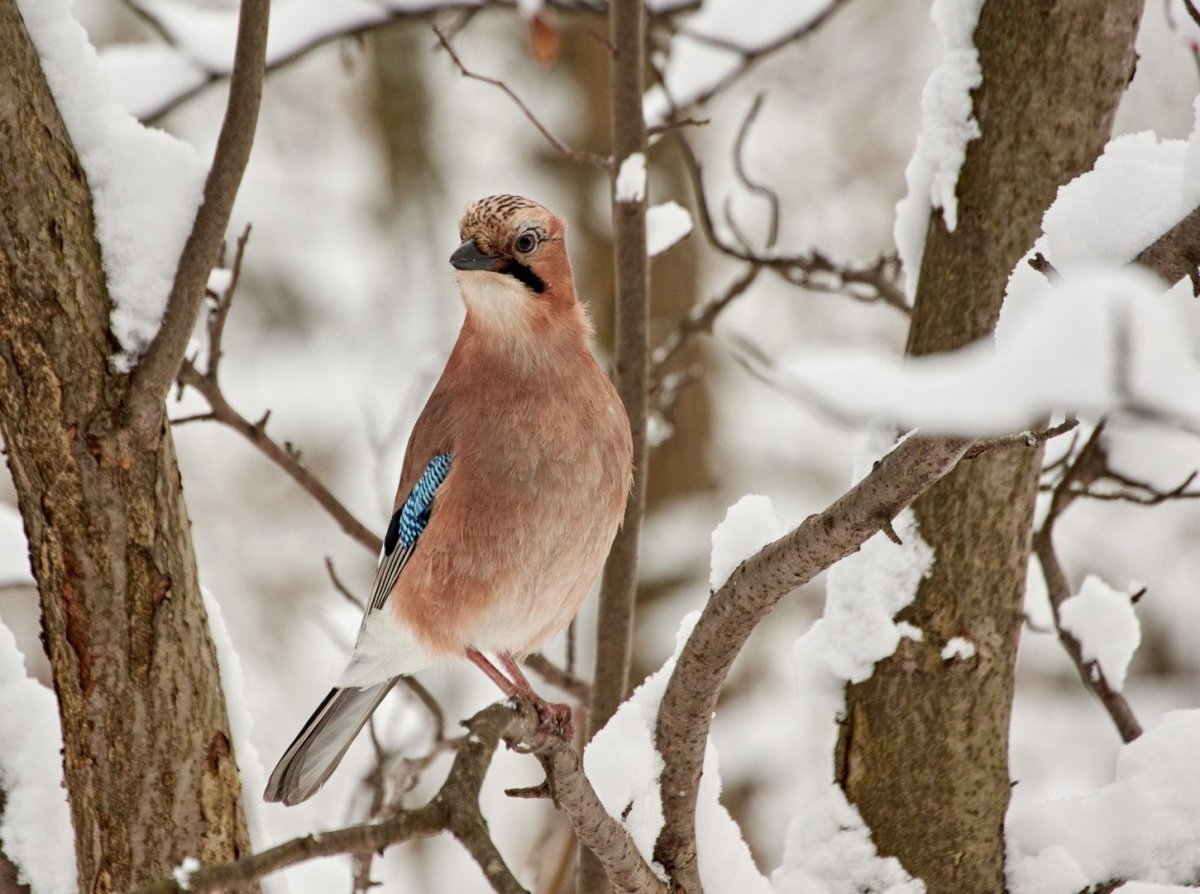 Голубая Сойка зимующая