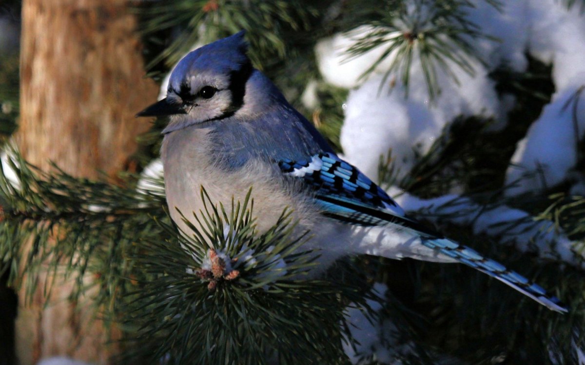 Фотограф птиц из Харькова