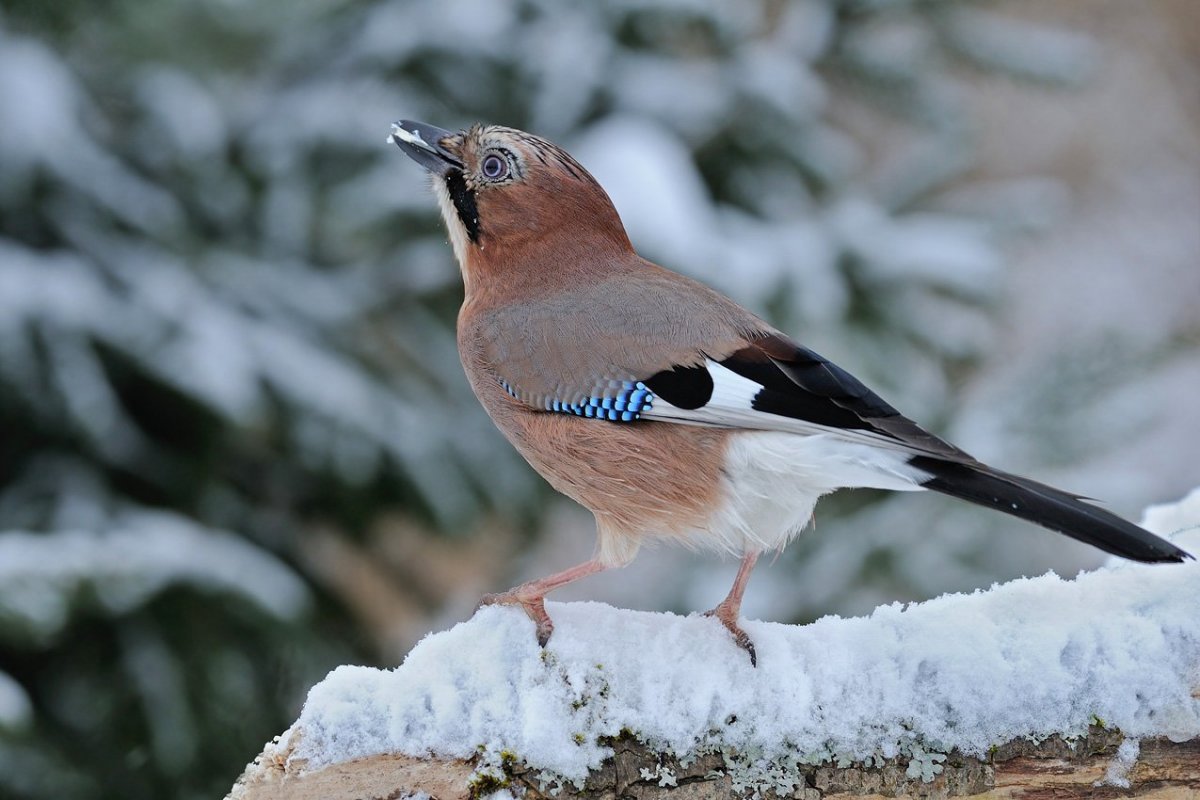 Зимние птицы