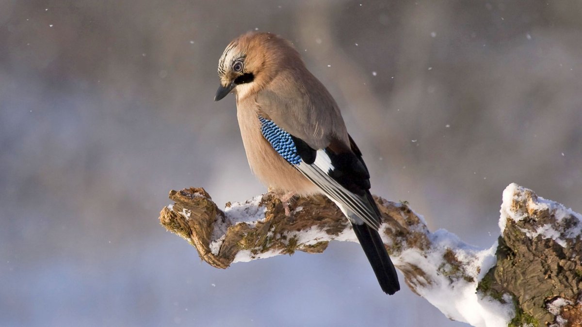 Зимняя Сойка