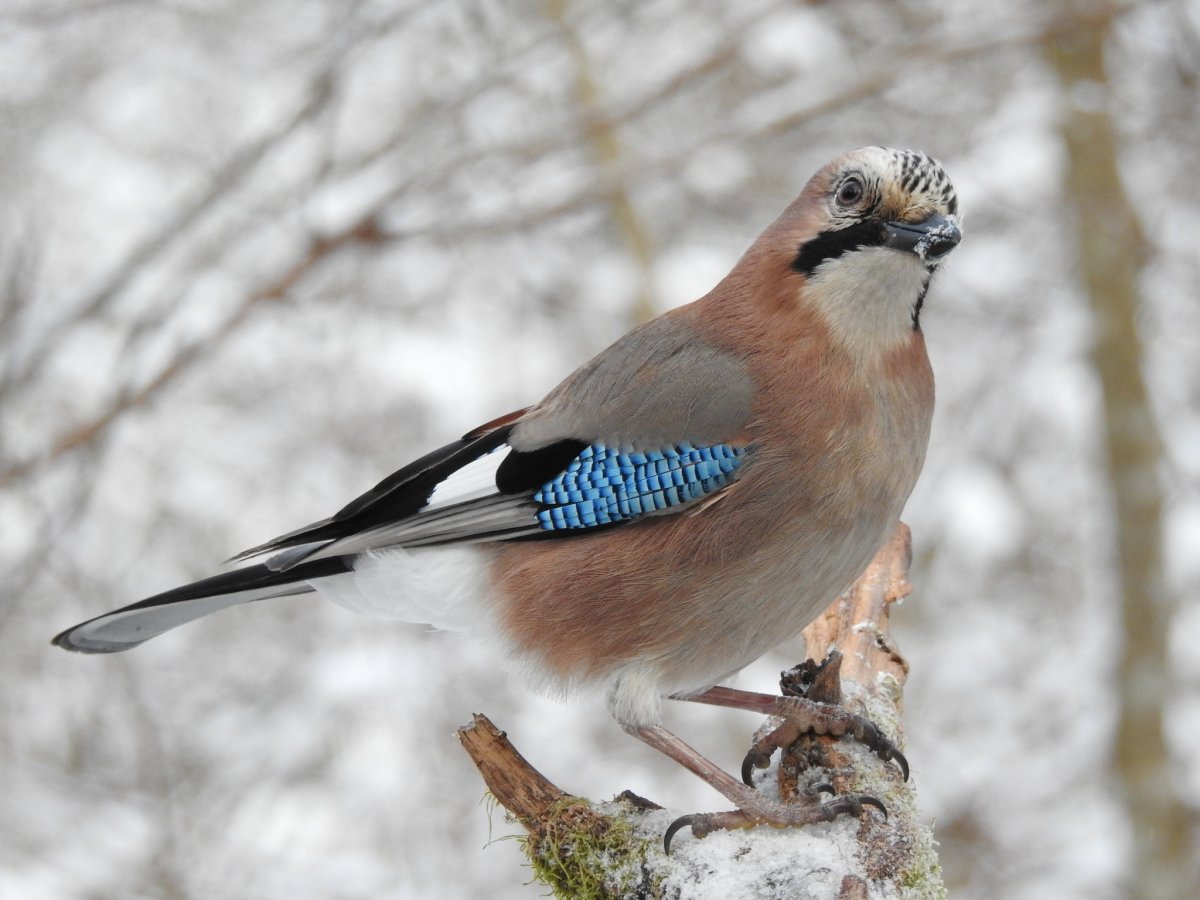 Сойка присмехулка