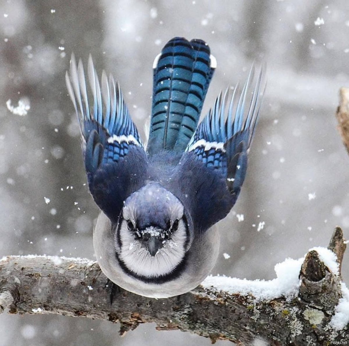 Лесная Сойка Карелия