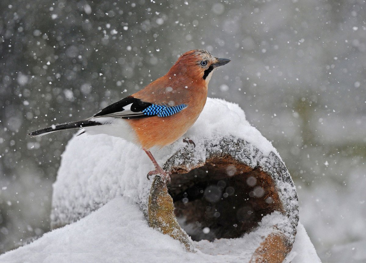 Птица Сойка и Кедровка
