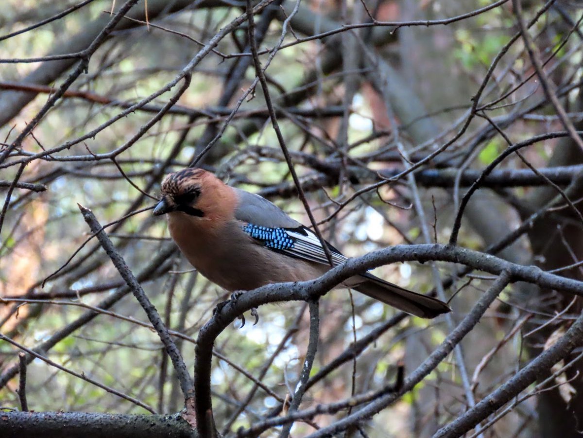 Голубая Сойка в снегу
