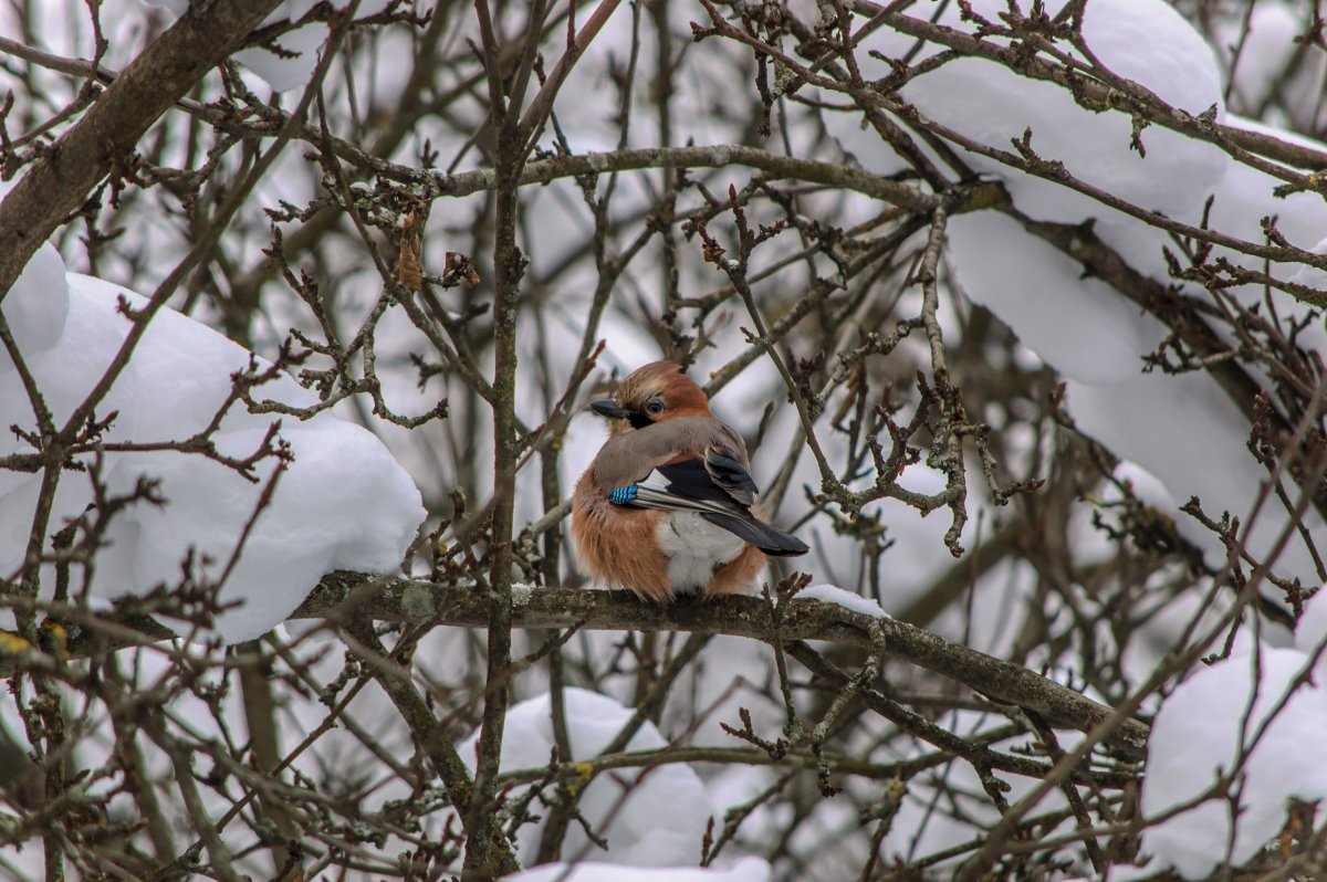 Зима природа птицы