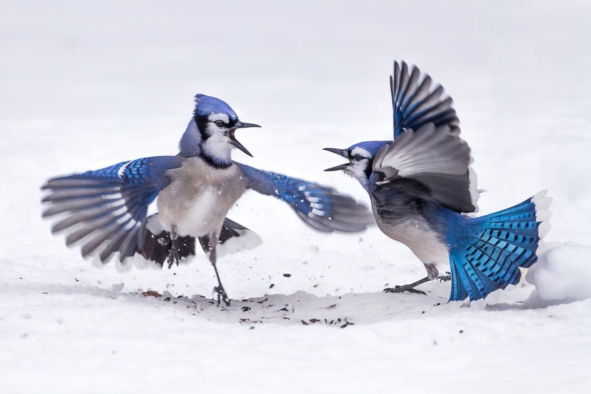 Сойка в зимнем пейзаже вертикальная картинка