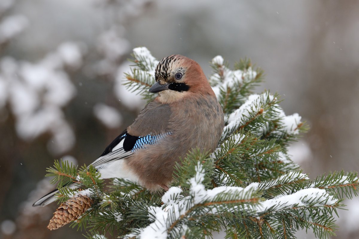 Сойка Перелетная