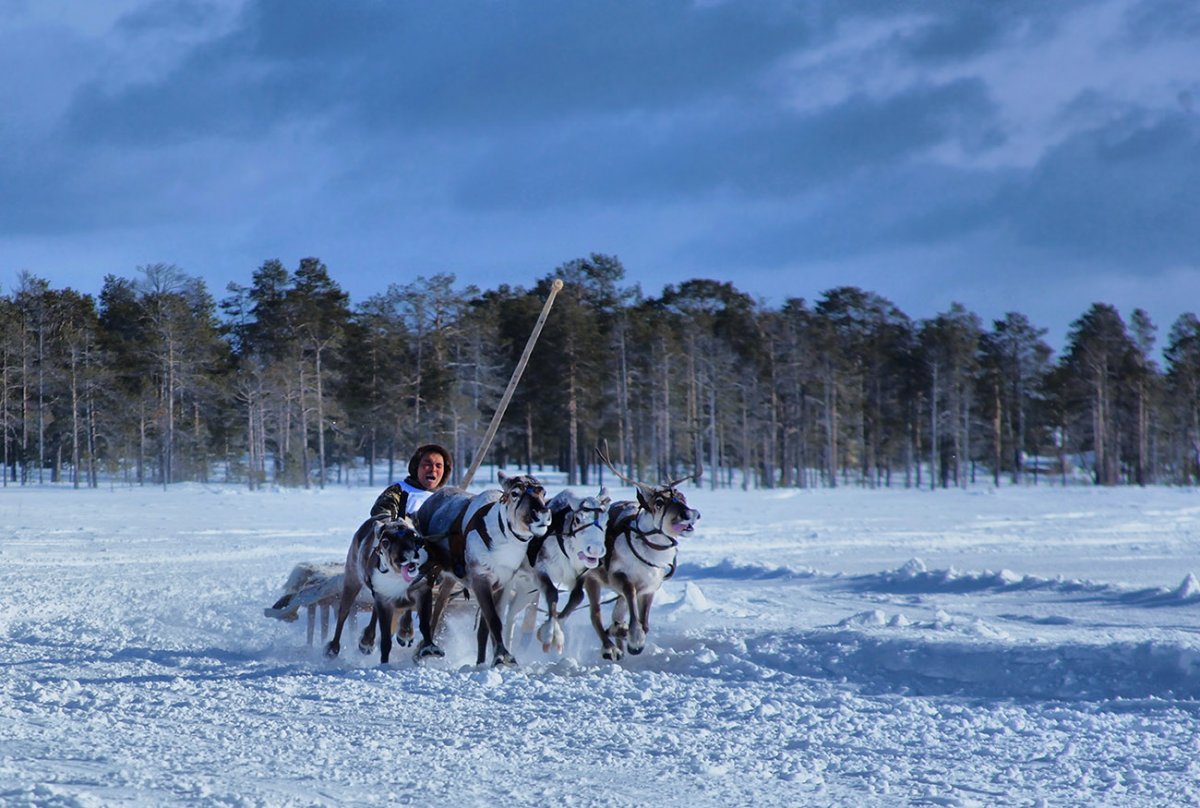 Хвойный Урман Ханты-Мансийск летом