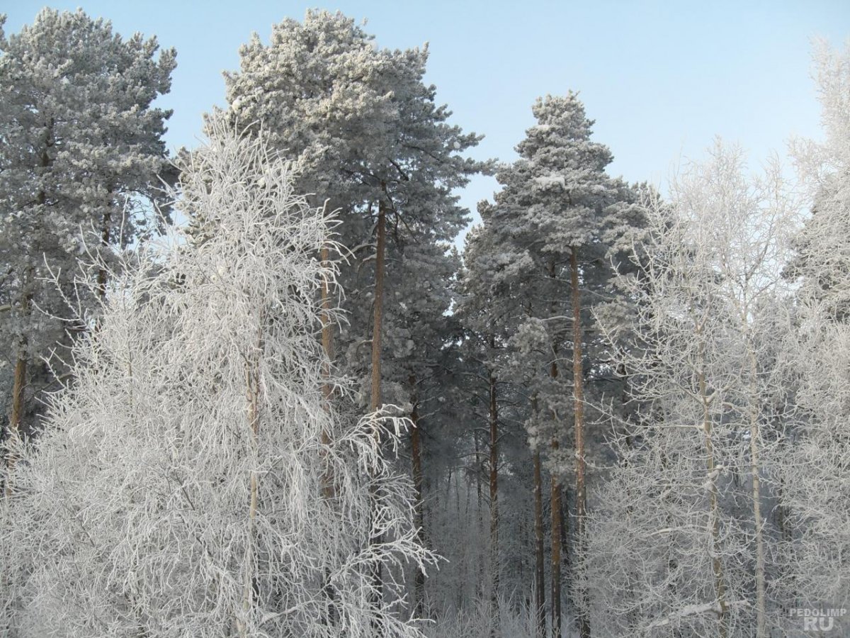 Зимнее жилище Ханты Торум Маа