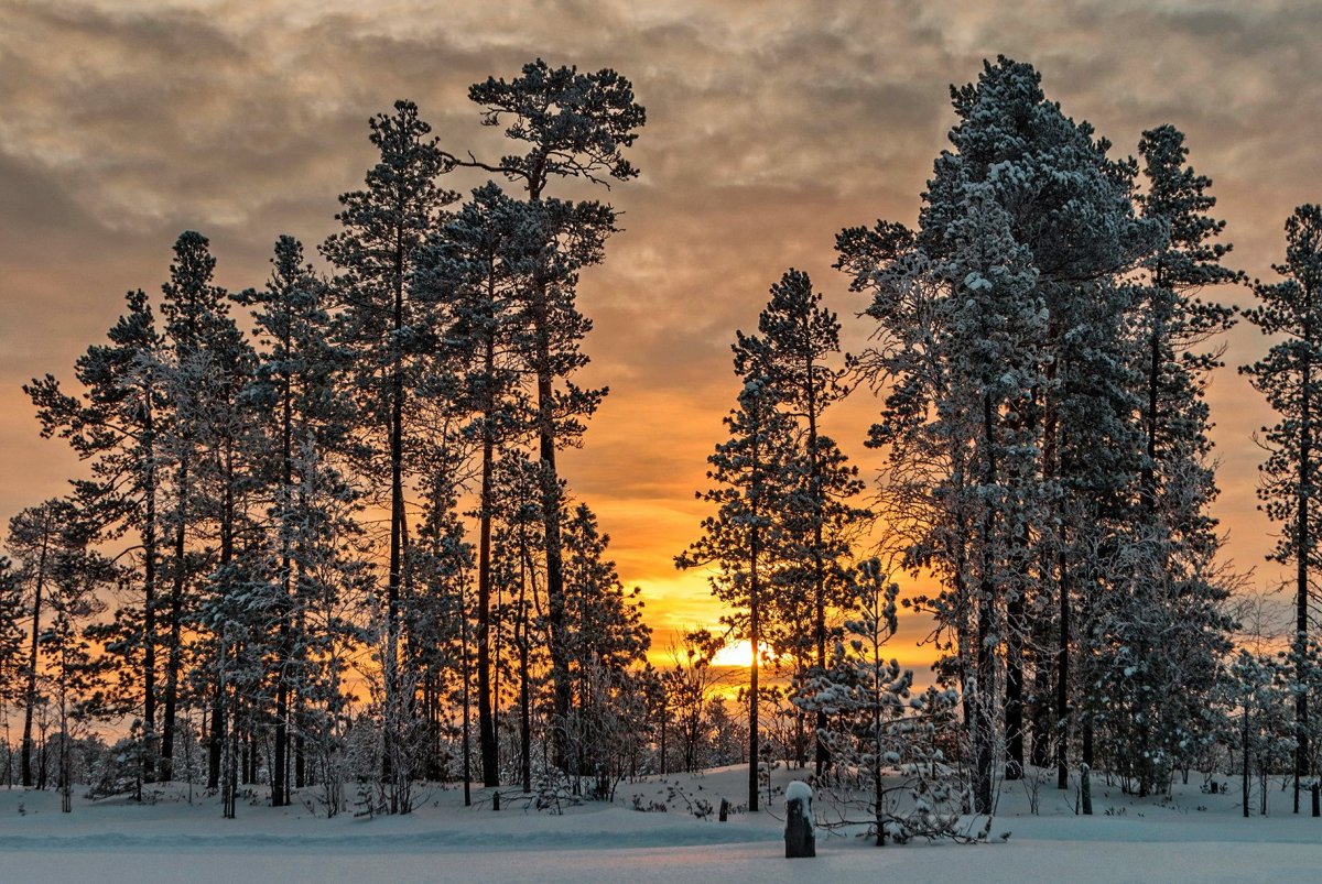 Леса ХМАО Югры