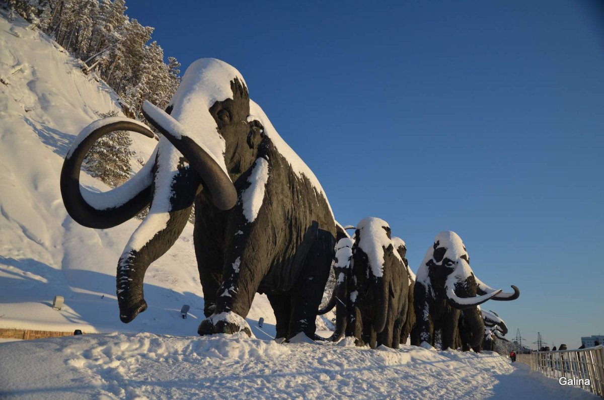 Зимняя природа в Владикавказе