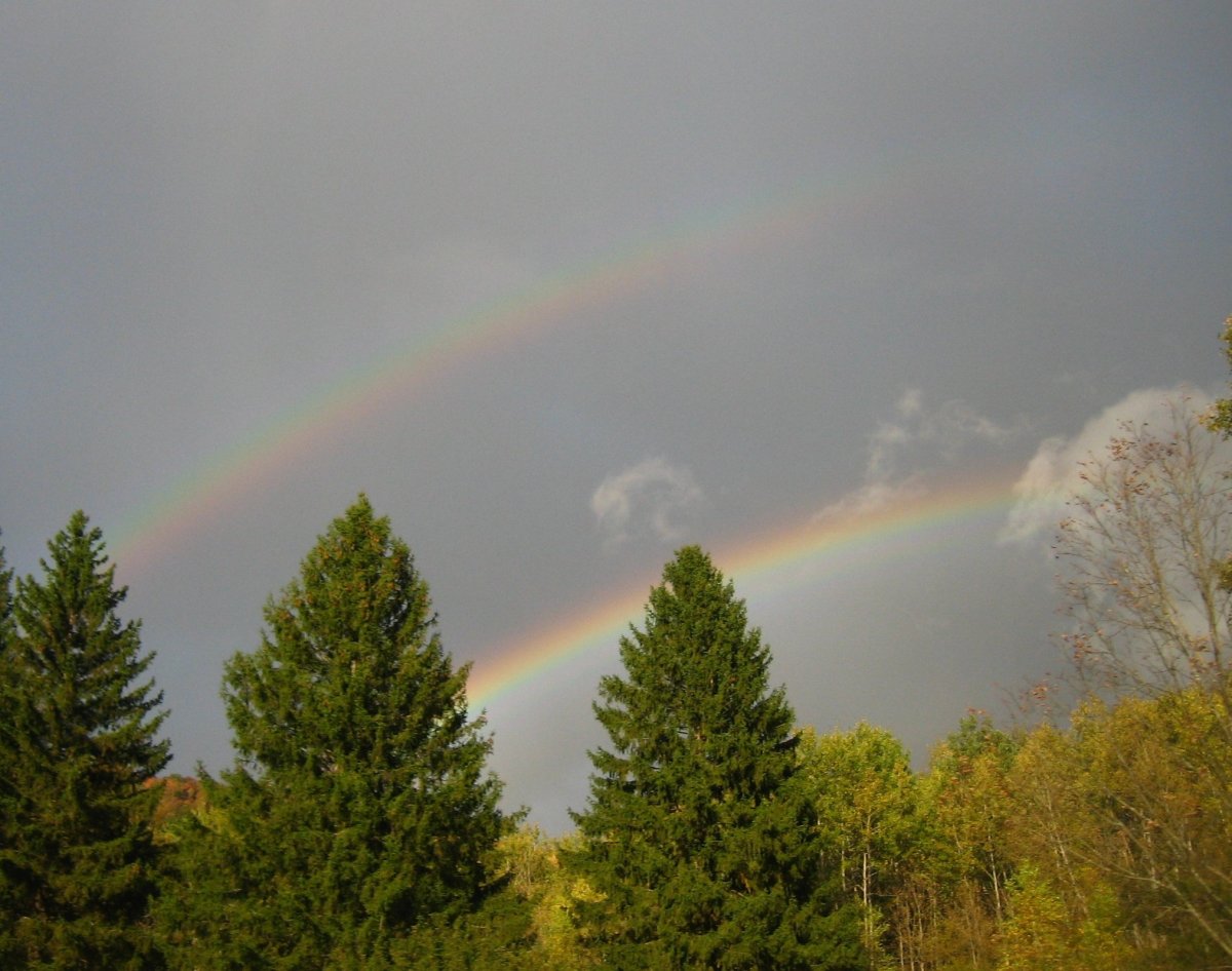 Радуга над лесом