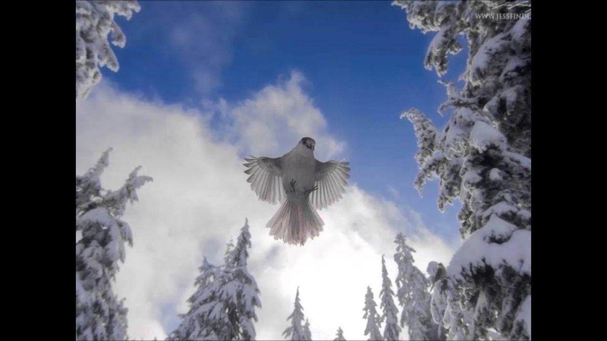 Канадская Кукша в полете