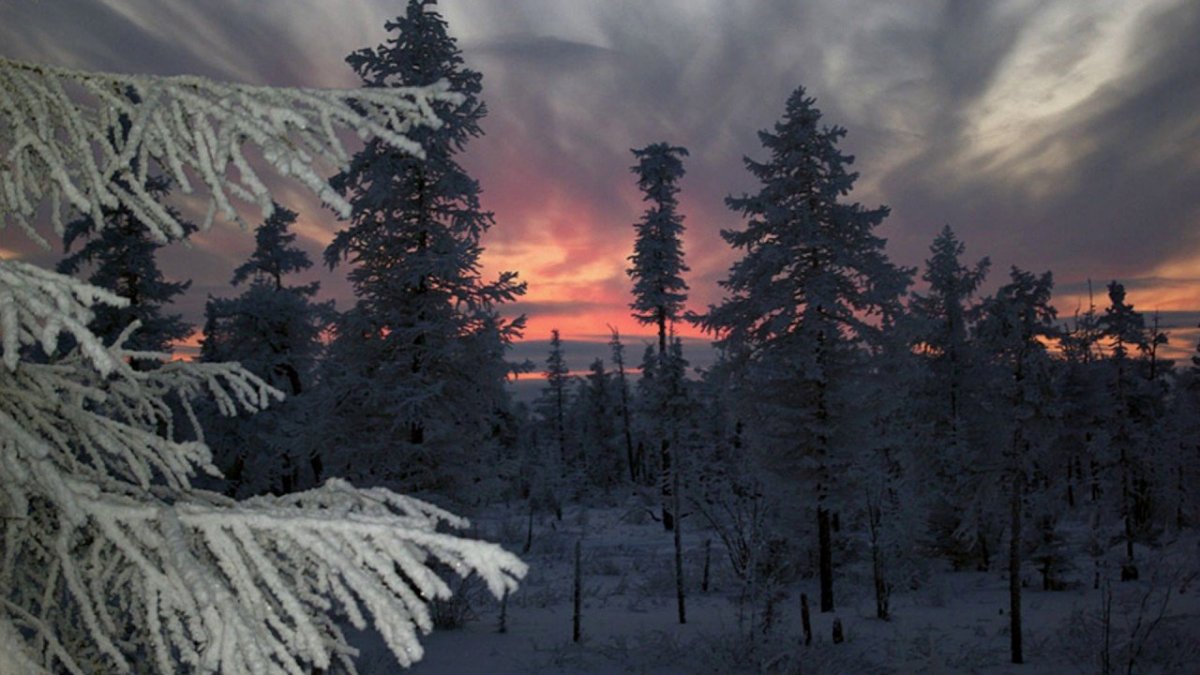 Сибирь зимой Тайга