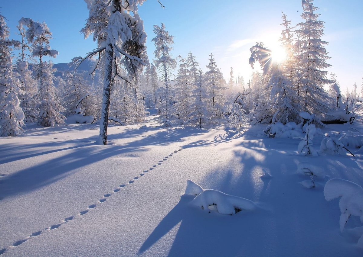 Снежная Тайга