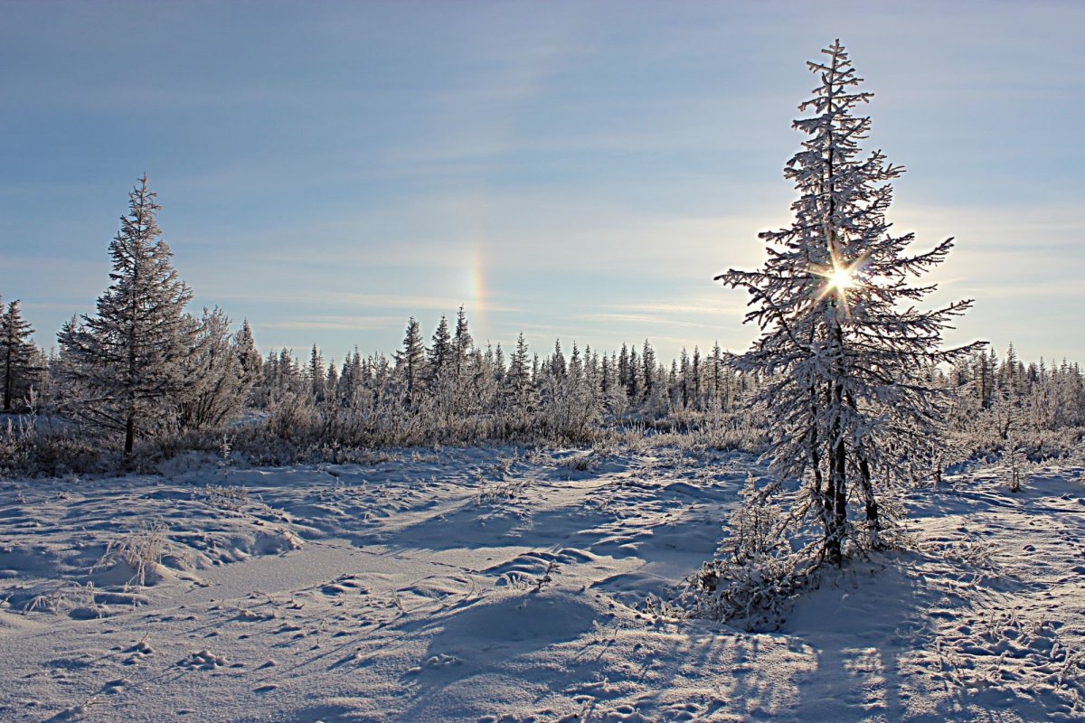 Лесотундра России зимой