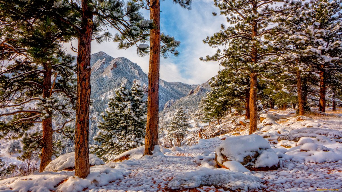 Зимнее дерево