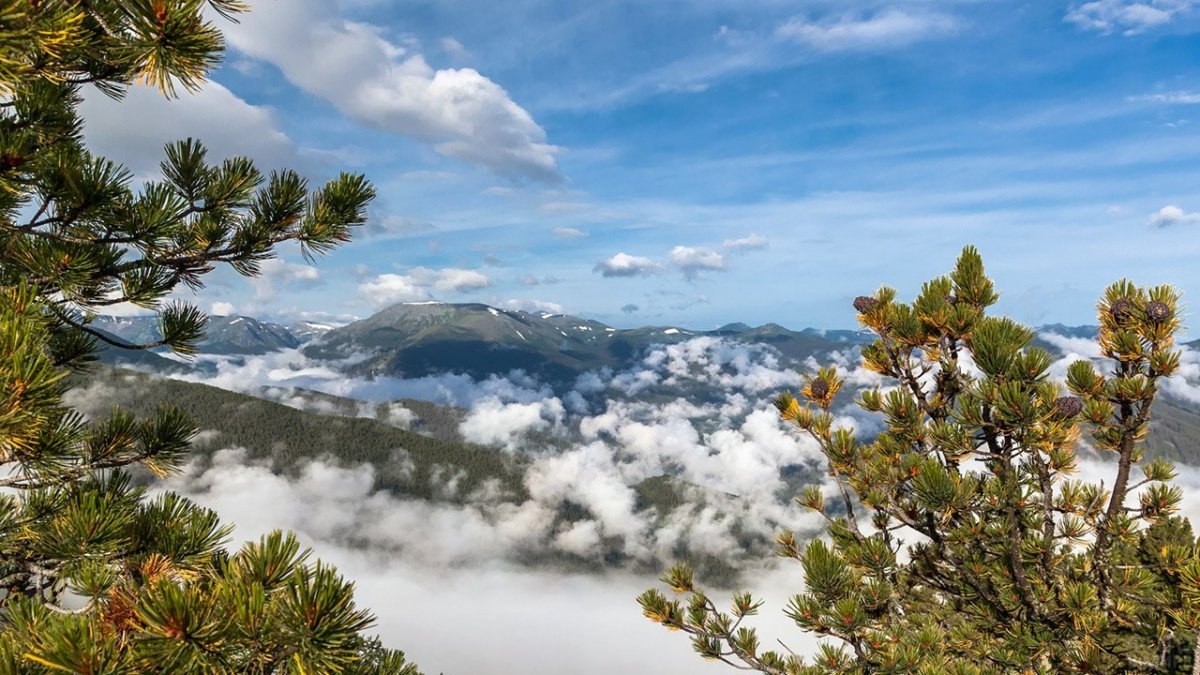 Заснеженные кедры